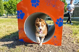 Les chiens sont autorisés à évoluer librement, sous la surveillance de leur propriétaire.